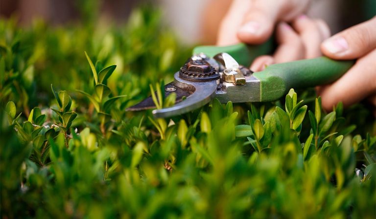 Read more about the article Launch Gardening Services Website with OceanWP