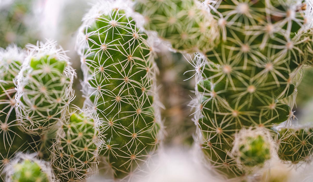 You are currently viewing Maximize Your Gardening Services Business with OceanWP